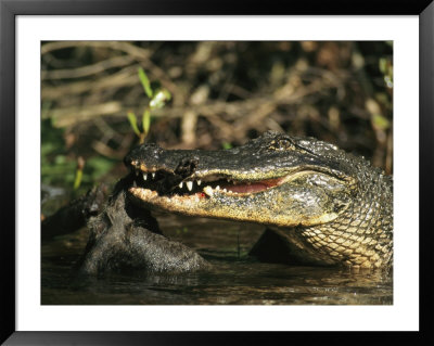 American Alligator Eats Its Prey On Floridas Gulf Coast by Klaus Nigge Pricing Limited Edition Print image