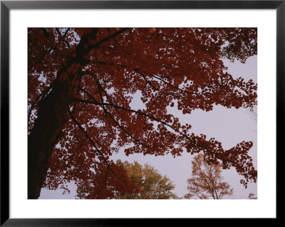 A Tree Displays Bright Red Autumn Leaves by Stephen Alvarez Pricing Limited Edition Print image