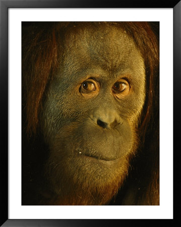 Orangutan (Pongo Pygmaeus) by Richard Nowitz Pricing Limited Edition Print image