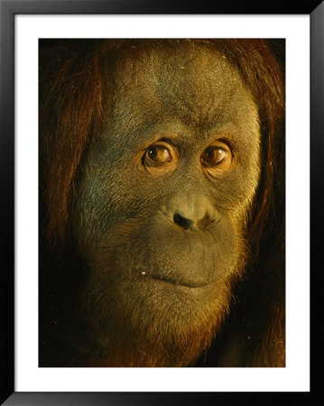 Orangutan (Pongo Pygmaeus) by Richard Nowitz Pricing Limited Edition Print image