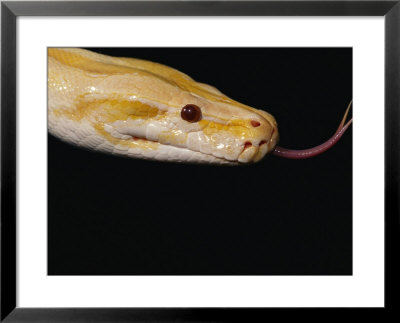 Close View Of An Albino Burmese Python by Darlyne A. Murawski Pricing Limited Edition Print image