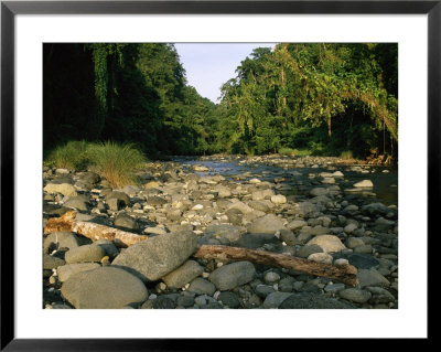 Stone-Filled Creek In A Woodland Setting by Tim Laman Pricing Limited Edition Print image