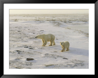 A Female Polar Bear And Her Cub Cross The Tundra by Maria Stenzel Pricing Limited Edition Print image
