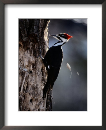 Pileated Woodpecker by Bates Littlehales Pricing Limited Edition Print image
