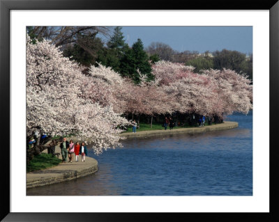 Cherry Blossom Festival On The Tidal Basin by Richard Nowitz Pricing Limited Edition Print image