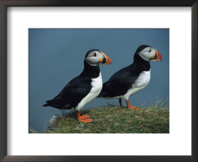 Pair Of Atlantic Puffins Perch On A Grass-Covered Cliff by Sisse Brimberg Pricing Limited Edition Print image