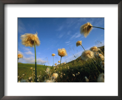 Windblown Cotton Grass Flowers On Adak Island, Alaska by Joel Sartore Pricing Limited Edition Print image