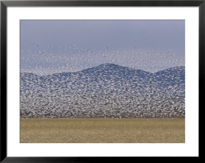 Flock Of Snow Geese Take Flight In Bosque Del Apache Wildlife Refuge by Marc Moritsch Pricing Limited Edition Print image