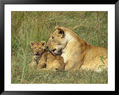 An African Lion Grooms Her Cub by Norbert Rosing Pricing Limited Edition Print image