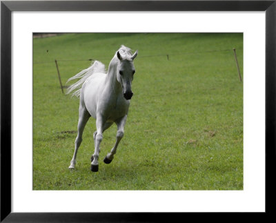 Galloping Arabian Horse by James L. Stanfield Pricing Limited Edition Print image
