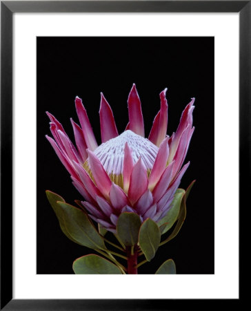 A Tropical Flower by Paul Chesley Pricing Limited Edition Print image