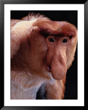An Endangered Proboscis Monkey At The Bronx Zoo by Michael Nichols Pricing Limited Edition Print image