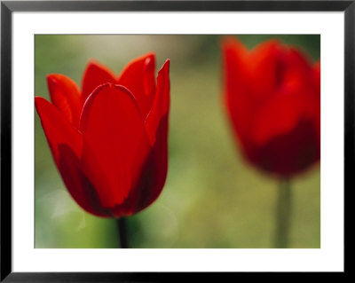 Red Tulips Herald Spring In Maine by Heather Perry Pricing Limited Edition Print image