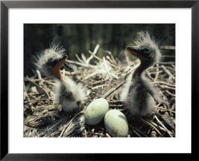 Two Great Blue Heron Fledglings Sit Near Eggs In A Nest by Michael S. Quinton Pricing Limited Edition Print image