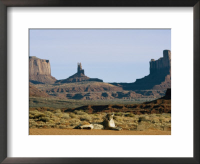 A Mountain Lion Rests In An Arid Landscape by Norbert Rosing Pricing Limited Edition Print image