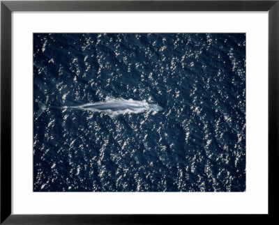 An Overhead View Of A Blue Whale by Wolcott Henry Pricing Limited Edition Print image