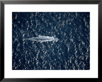 An Overhead View Of A Blue Whale by Wolcott Henry Pricing Limited Edition Print image