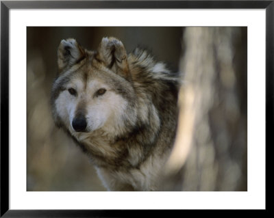 Portrait Of A Captive Mexican Gray Wolf, The Rarest Wolf In North America by Joel Sartore Pricing Limited Edition Print image