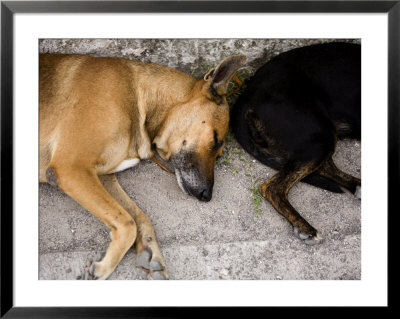 Two Sleeping Dogs Lie Next To Each Other, French Polynesia by Tim Laman Pricing Limited Edition Print image