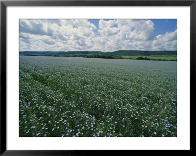 Flax Field, Saskatchewan, Canada by Michael S. Lewis Pricing Limited Edition Print image