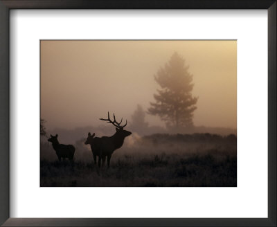 A Bull Elk Stands With Two Females In The Twilight Haze by Michael S. Quinton Pricing Limited Edition Print image