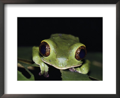 Extreme Close-Up Of A Green Tree Frog In The Rain Forest by Mattias Klum Pricing Limited Edition Print image