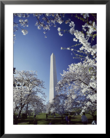 Washington Monument With Spring Tree Blossoms by Richard Nowitz Pricing Limited Edition Print image