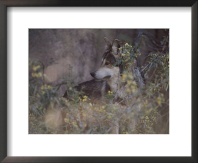 A Captive Mexican Gray Wolf Pauses In The Foliage by Annie Griffiths Belt Pricing Limited Edition Print image