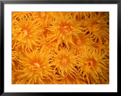 Close View Of Cup Coral by Wolcott Henry Pricing Limited Edition Print image