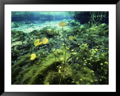 A View Of Various Algae Growing In A Florida Pond by Bill Curtsinger Pricing Limited Edition Print image