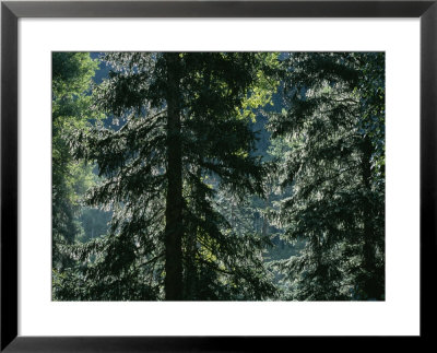 Sunlight Reflected By Morning Dew On Pine Trees by Taylor S. Kennedy Pricing Limited Edition Print image