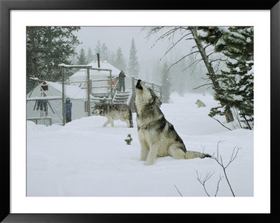 Gray Wolves, Canis Lupus, Surround The Dutchers Snowy Camp by Jim And Jamie Dutcher Pricing Limited Edition Print image