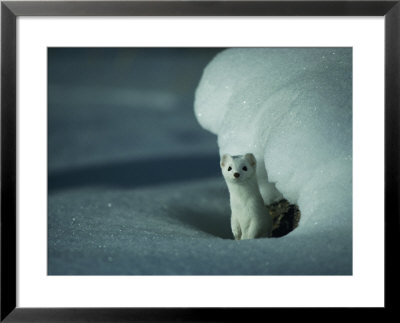 A Long-Tailed Weasel Stands Alertly Beneath A Snowbank by Michael S. Quinton Pricing Limited Edition Print image
