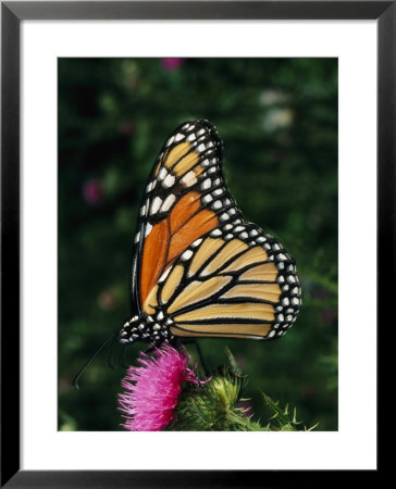 A Monarch Butterfly Sits On A Thistle Flower by George Grall Pricing Limited Edition Print image
