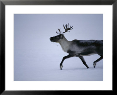 A Reindeer Trots Across Hard-Packed Snow by Kenneth Garrett Pricing Limited Edition Print image