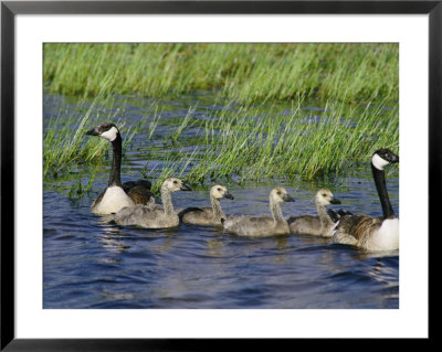Canada Geese With Young by Phil Schermeister Pricing Limited Edition Print image