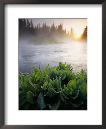 Mist Over Oregons Crescent Creek In The Cascade Range by Phil Schermeister Pricing Limited Edition Print image