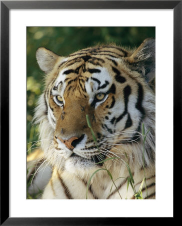 Portrait Of A Tiger by Dr. Maurice G. Hornocker Pricing Limited Edition Print image