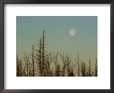 The Moon Rises Above Trees Along The Tennessee/North Carolina Border by George F. Mobley Pricing Limited Edition Print image