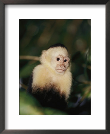 A White-Faced Monkey In A Tree by Paul Nicklen Pricing Limited Edition Print image