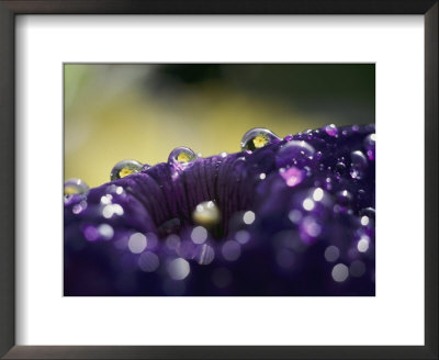 A Close-Up Of Water Droplets On A Purple Flower by Todd Gipstein Pricing Limited Edition Print image