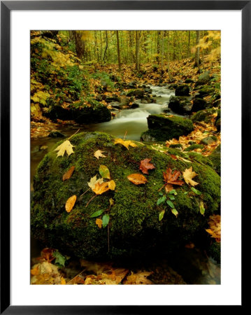 Fallen Leaves On Rocks Next To A Mountain Stream by Raymond Gehman Pricing Limited Edition Print image