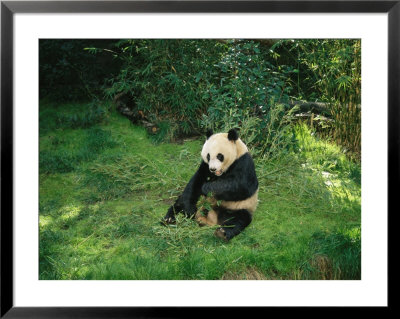 A Seated Panda Bear Eating Bamboo by Wolcott Henry Pricing Limited Edition Print image