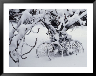 Snow Covers Two Bicycles Chained To A Tree by Stephen St. John Pricing Limited Edition Print image