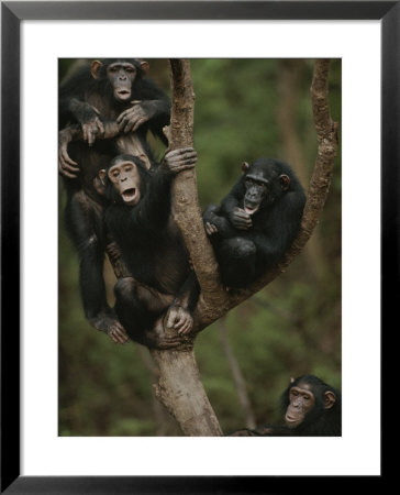 Social Climbers Sound Off At A Chimp Klatch In A Tree by Michael Nichols Pricing Limited Edition Print image