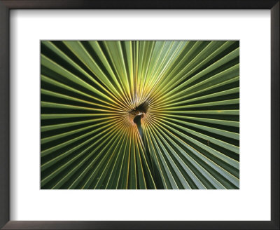 A Close View Of A Palm Frond by Ed George Pricing Limited Edition Print image