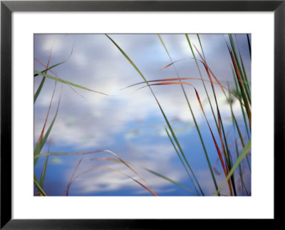 Sedges And Sky by Raymond Gehman Pricing Limited Edition Print image