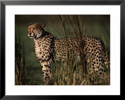 Portrait Of An African Cheetah Standing Among Tall Grass by Chris Johns Pricing Limited Edition Print image
