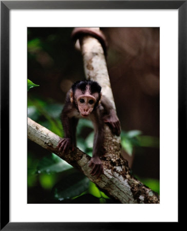 Close View Of A Baby Macaque by Mattias Klum Pricing Limited Edition Print image