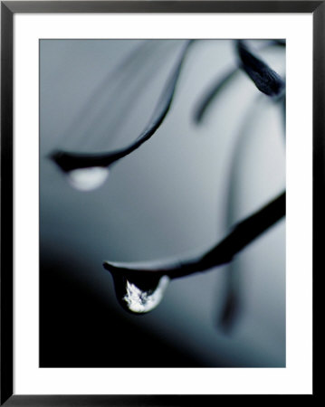 Forest Reflected In A Raindrop On A Silver Banksia Leaf, Yellingbo Nature Reserve, Australia by Jason Edwards Pricing Limited Edition Print image